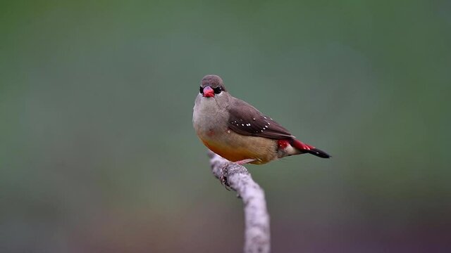 female of red avadavat, little brown bird with red beaks and tail playing with partner call on open branch