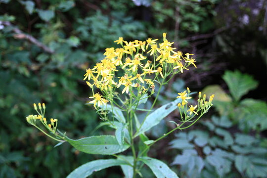 志賀高原の夏。高原に咲く花、キオン。