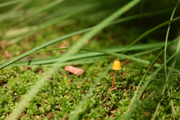 Little orange toadstool among grass and moss.