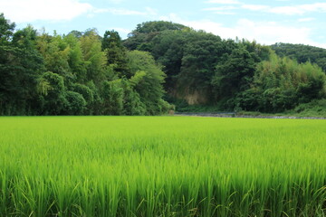 Fototapeta premium 日本の夏の風景 兵庫県神戸市郊外の田んぼの稲穂