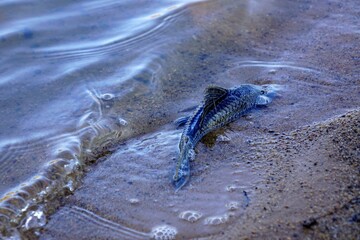 fish on the beach and sand