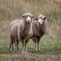 Fotobehang Two curious Merino sheep in a grassy paddock - Victoria, Australia © Anne Powell