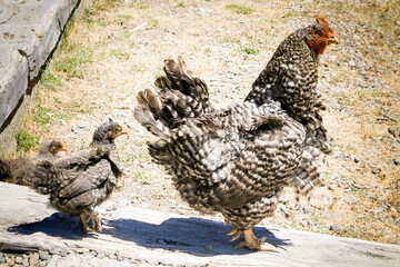 free range chicken in the farm, in patagonia during summer