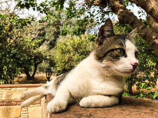 Naklejka na ściany i meble a stray cat. a stray cat on the street. a stray cat sleeps on the street. cats in Cyprus. cats in Ayia Napa.