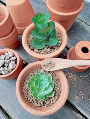 Top view succulent Cactus Preparing : Cactus transplantation in a new pot. Mini succulent plant echeveria and cactus with akadama soil, pumice stone, wooden spoon and many size terracotta pot on wood