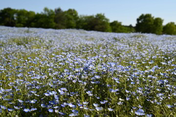ネモフィラ森林公園