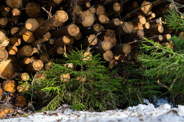 Young trees grow against the background of the cut trees.