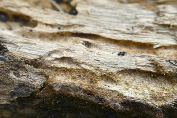 bark texture in close up photos, photo macro, focus selection, can be used as background and wallpaper