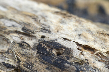 bark texture in close up photos, photo macro, focus selection, can be used as background and wallpaper