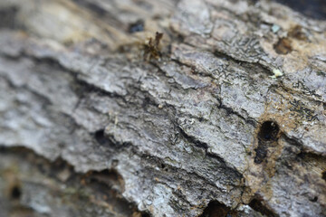 bark texture in close up photos, photo macro, focus selection, can be used as background and wallpaper