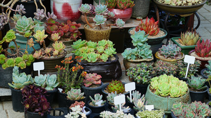꽃가게에 진열된 다육식물