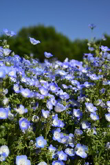 群生するネモフィラ
