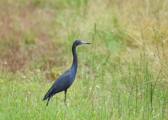 Fototapeta premium little blue heron ardea cinerea