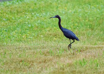 little heron ardea cinerea