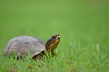 turtle on the grass