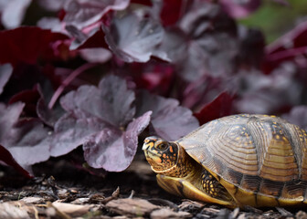 tortoise in the grass