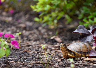 tortoise in the garden