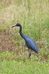 little blue heron