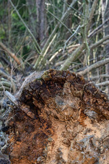 Fallen tree close-up in the forest.