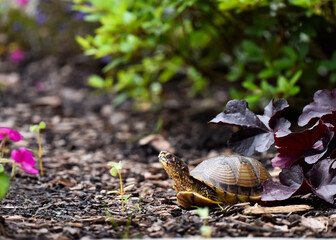 box turtle in garden