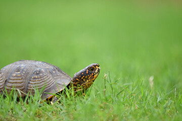  box turtle on the grass