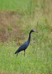 Fototapeta premium little blue heron