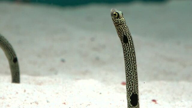 Spotted Garden Eels coming out from the sand burrow bends its body. Closeup shot of Heteroconger Hassi. 4K