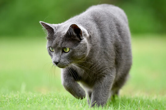 cat stalking hunting in grass