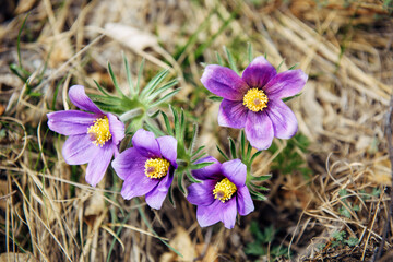 Purple flowers with yellow core. Spring flowering. Abstract floral background.