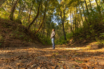 Fototapeta premium bosque