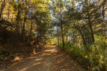 Fototapeta premium bosque camino