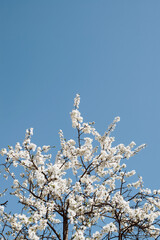 Blooming tree against the blue sky, copy space. Branches with small white flowers. Apple tree with white petals. Spring time. Vertical view