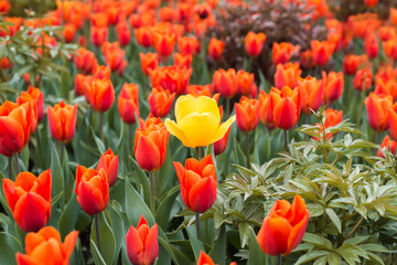 Field of flowers. One yellow tulip and many red ones. Flower bed. Spring time