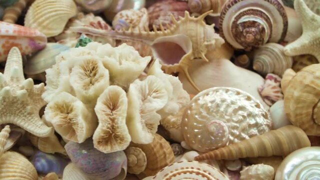 Tropical seashells, starfishes and corals close-up, camera moving through seashells background