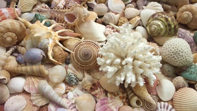 Corals and many seashells close-up. Sea bottom and marine concept.	
