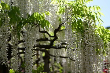 白い藤の花