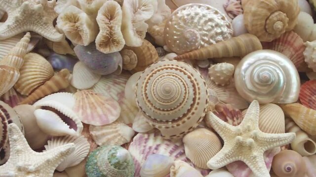 Seashell background, lots of amazing sea shells, coral and starfishes	