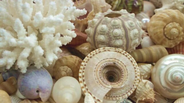 Amazing corals and starfishes on seashells background	