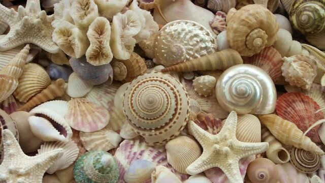 Corals, many different seashells and starfishes. Sea life concept.