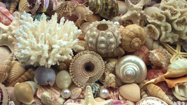 Seashell background, lots of amazing sea shells, coral and starfishes