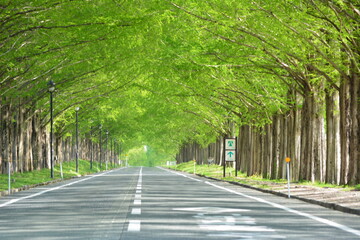 メタセコイア並木の新緑