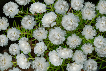 White TABLE ROSE - Moss-rose, Top view photography, Moss-rose garden