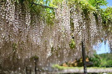 白い藤の花