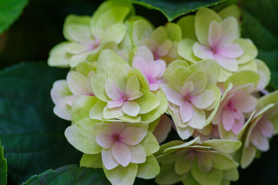 西洋紫陽花 Images Browse 265 Stock Photos Vectors And Video Adobe Stock