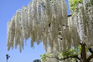 あしかがフラワーパークの藤の花