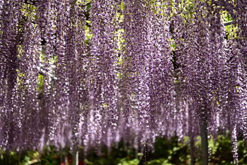 あしかがフラワーパークの藤の花
