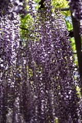 あしかがフラワーパークの藤の花