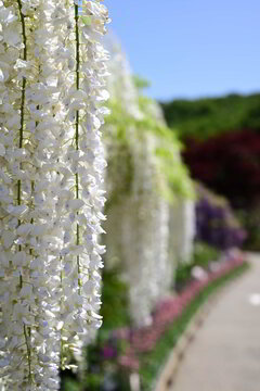 95 042 件の最適な 藤の花 画像 ストック写真 ベクター Adobe Stock
