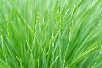 Fototapeta na wymiar green grass close up as background macro