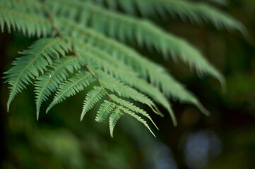 Fototapeta na wymiar Close-up soft focus fern leave in garden